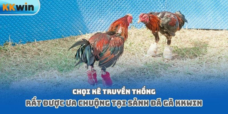 Chọi kê truyền thống rất được ưa chuộng tại sảnh đá gà Kkwin
